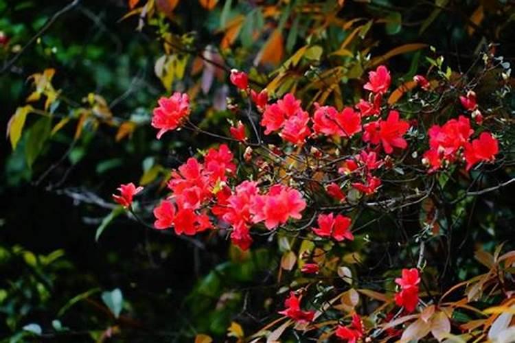 映山红如何施肥