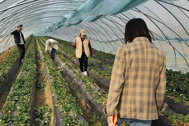水溶肥是什么肥料