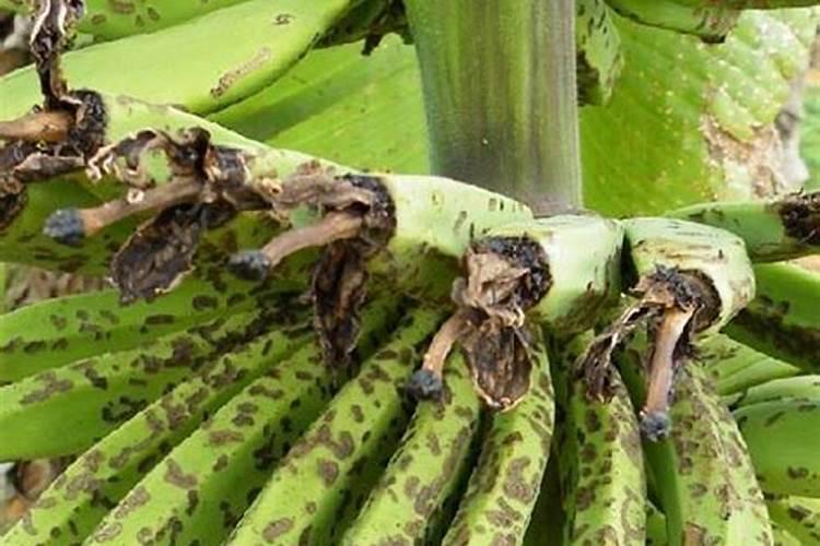 怎么自制钾肥配方