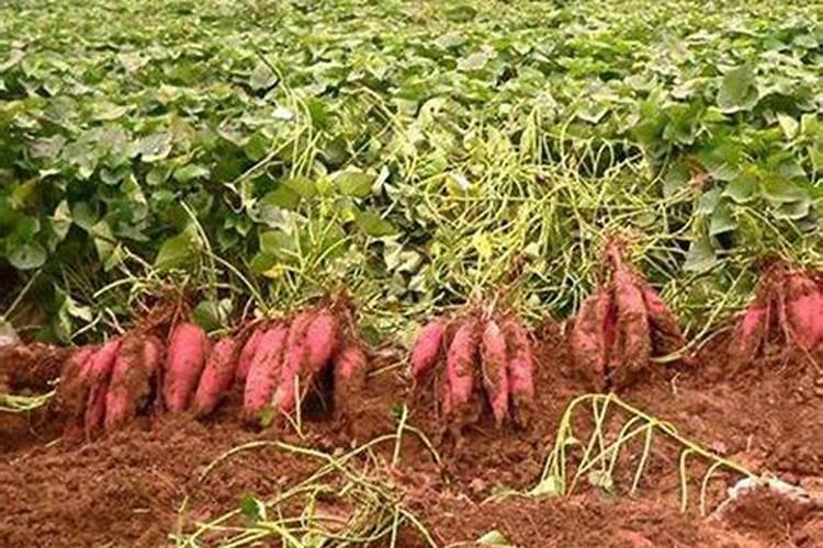 芋头膨大期施用什么肥料