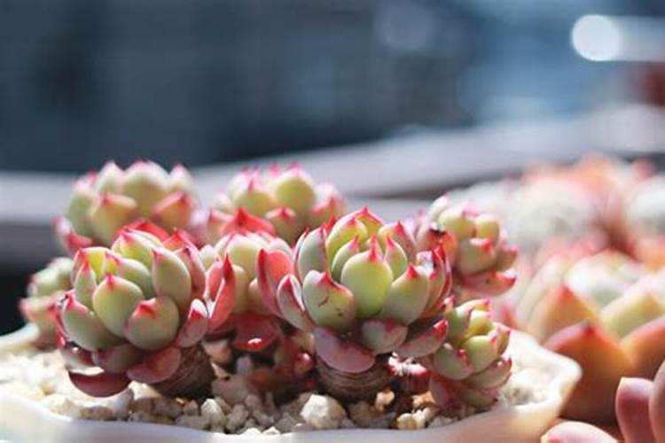 多肉植物施什么肥好
