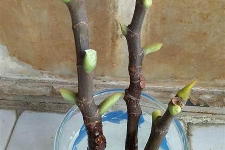 豆瓣绿怎么水培生根快 豆瓣绿快速生根的水培与养护技巧