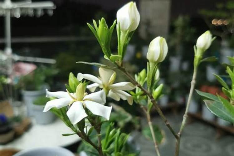栀子花冬天需要施肥吗 关于栀子花冬天需要施肥吗