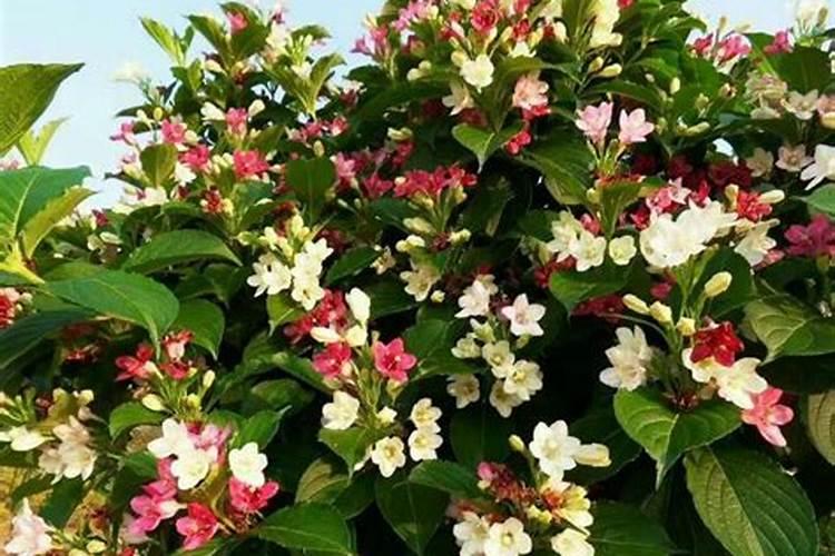 栀子花多久施肥一次 栀子花多久施肥一次介绍