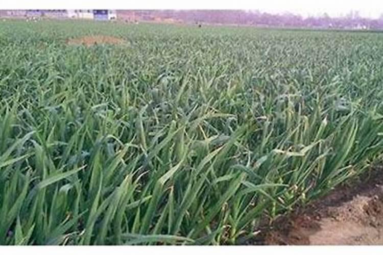 大蒜抽苔前冲施什么肥料好