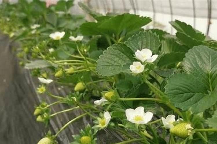 草莓开花结果期间如何浇水施肥