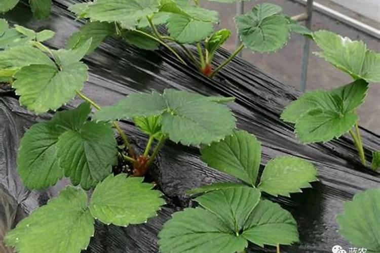 草莓开花结果期间如何浇水施肥