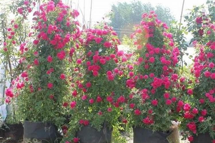 月季和蔷薇哪个好养