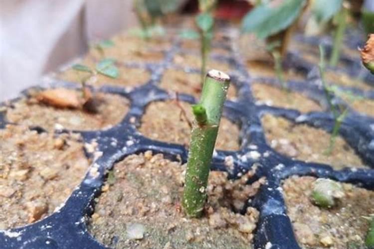 清远太和山泉桶装水质量好吗