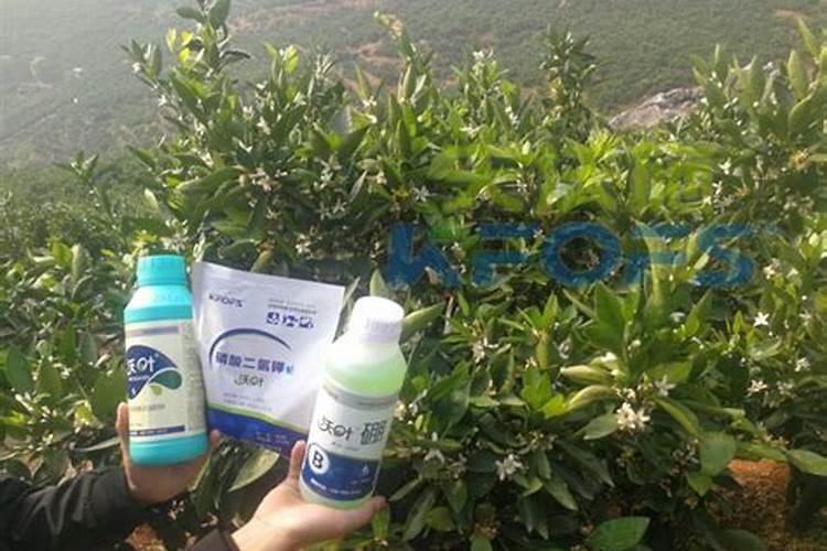 茄子水溶肥多少钱一吨？水溶肥什么样的好？水溶肥使用方法!