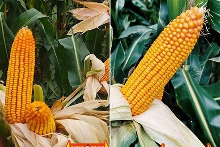 种菜撒籽后要马上浇水么