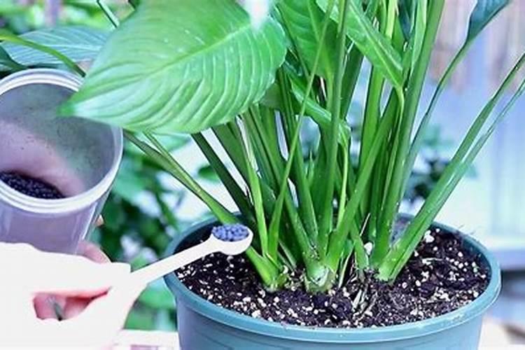 白掌用什么肥料最好