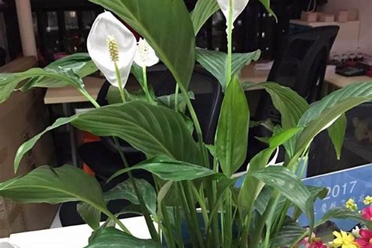 白掌施什么肥？怎么施？