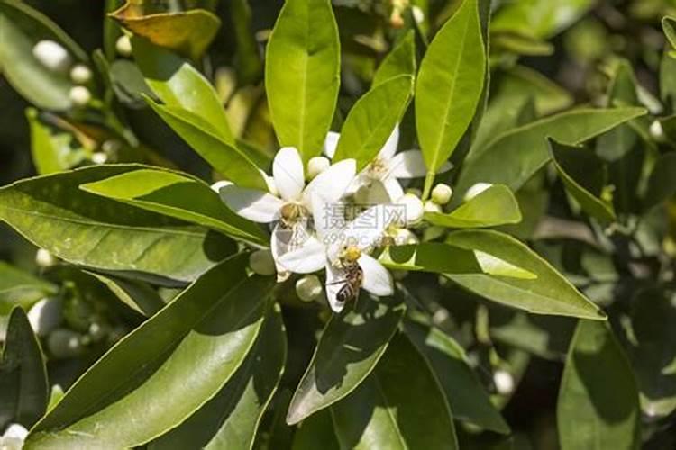 橙子花开了还能上肥吗？
