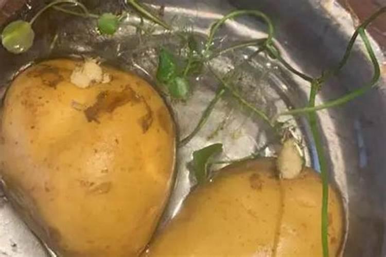 土豆黄叶病的原因及治疗处理方法