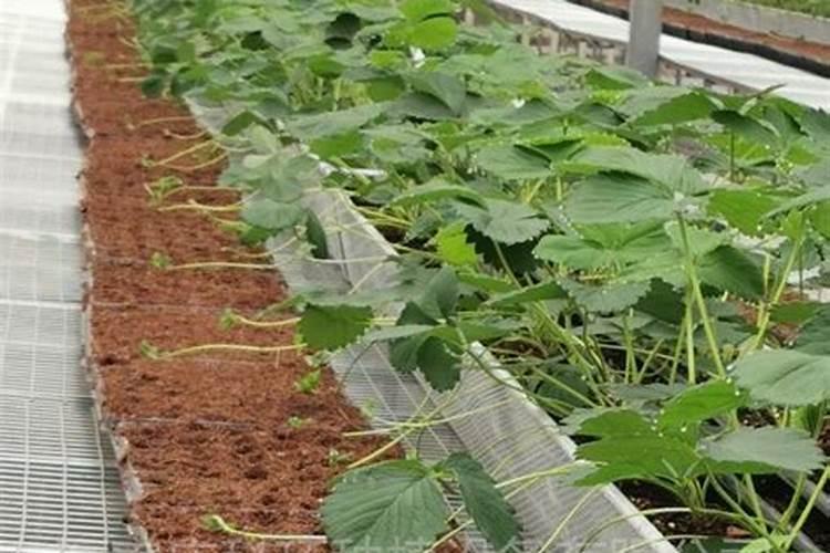 种草莓用什么肥料最好