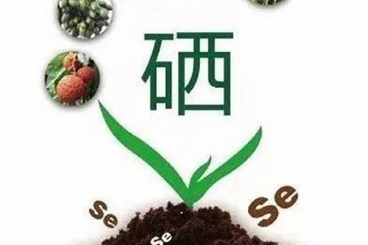 科沃华玉米金大棒叶面肥怎么样