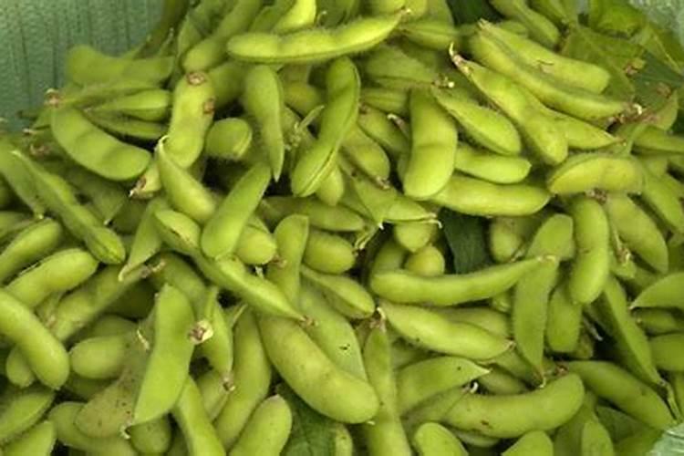 种植毛豆需要施什么肥