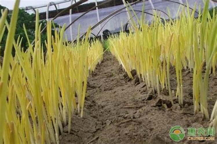 请问无土种植蒜黄时,需要施肥吗？如果施肥应该用什么肥料？肥料喷洒对叶 ...