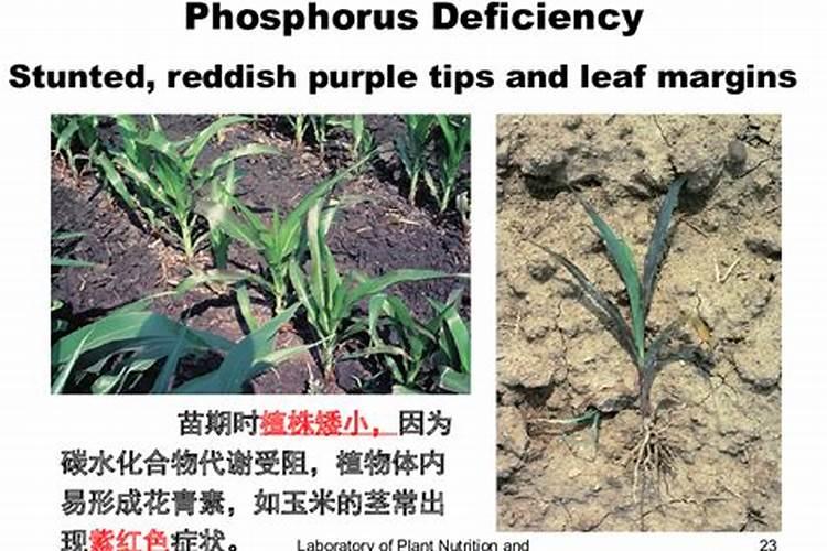 南瓜磷肥过多有什么危害