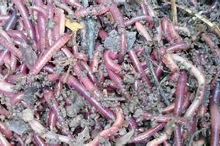 一吨牛粪养多少广地龙