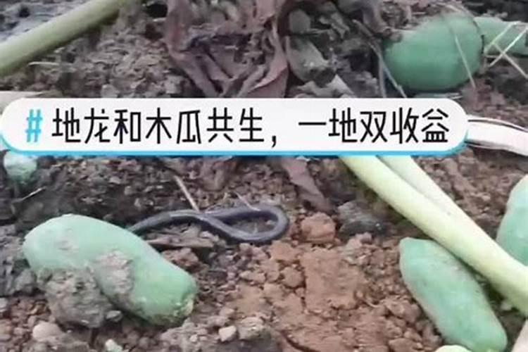 广地龙产地哪里最好