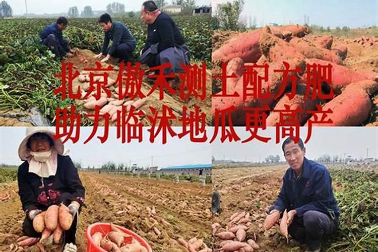 红薯基肥怎么施肥？红薯的追肥次数与方法分别是什么？