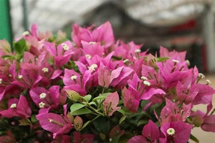 三角梅花期后如何施肥一个月后花苞满满