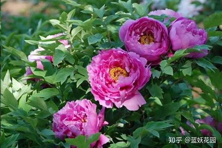 什么时候给牡丹花施肥合适？