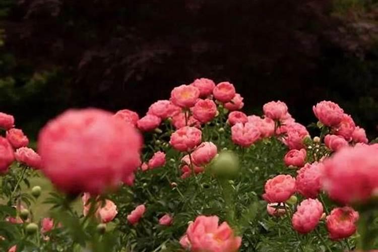 牡丹芍药施肥用磷酸二氢钾浇灌行吗？