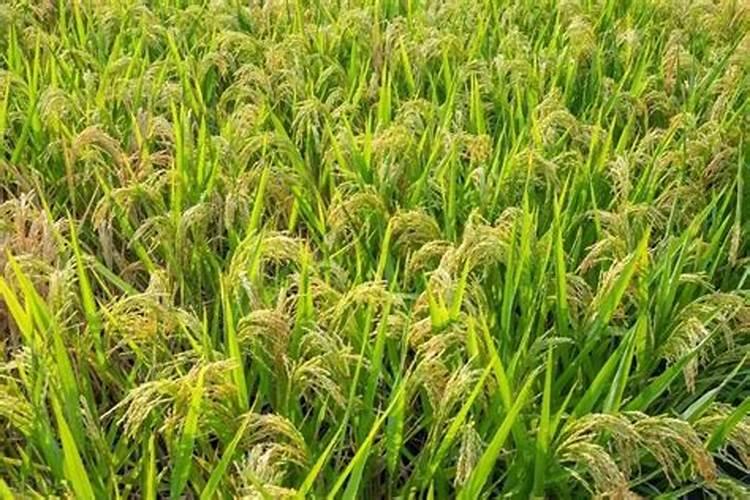 太阳花喜欢什么肥料
