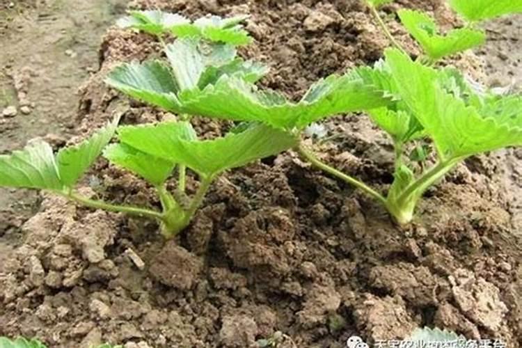 碧护在草莓苗期使用方法