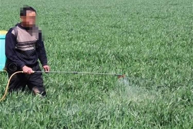 小麦上喷施硼肥有什么好处？拔节孕穗期喷几次,才能籽粒饱满能增产？