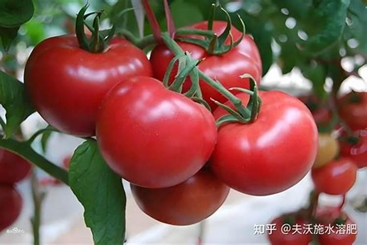 红糖加醋做叶面肥的功效