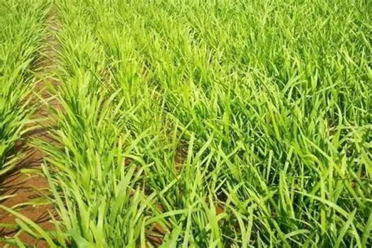 大葱、大蒜和韭菜最怕什么肥料？这3种肥料别乱用,否则干尖黄叶