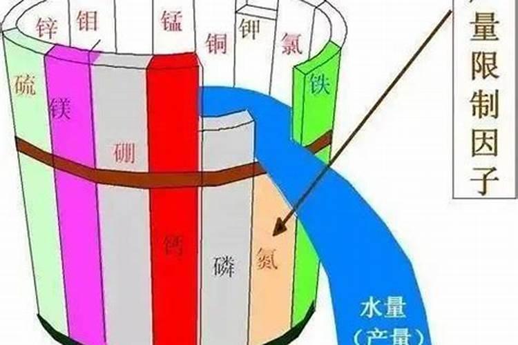马铃薯怎样喂猪？