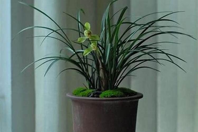 兰花有花蕾可以施肥吗,兰花施肥的六大注意事项