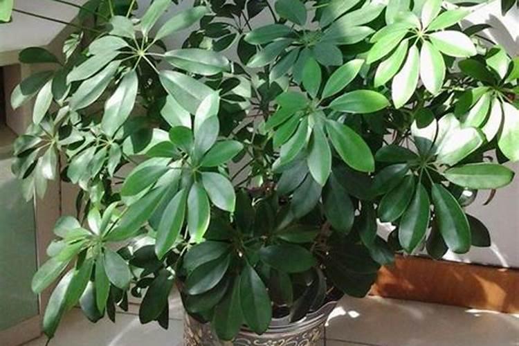 油茶树种植管理方法