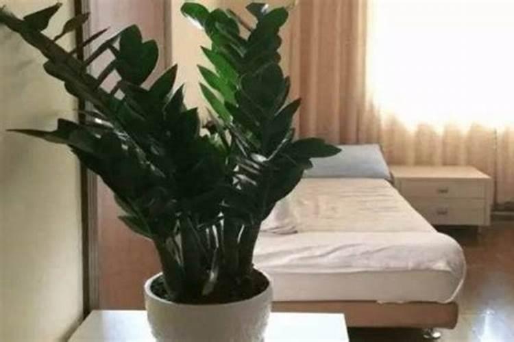 用什么擦金钱树叶子好？