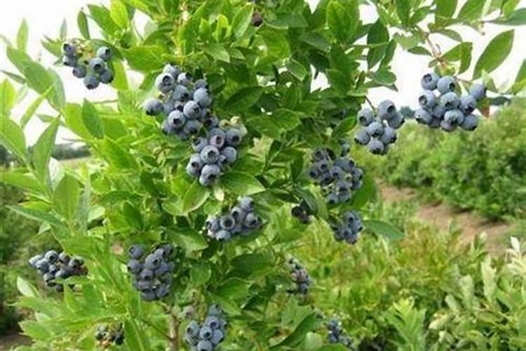 蓝莓施肥用什么肥料
