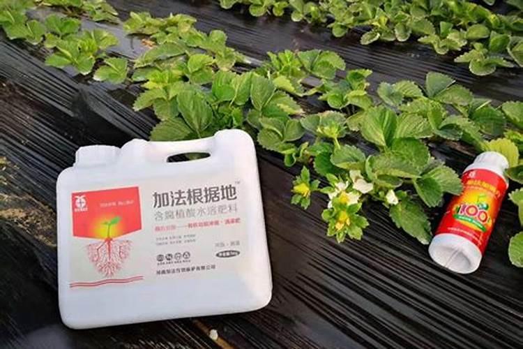 草莓苗期施肥时间和方法 草莓苗期如何施肥以及时间