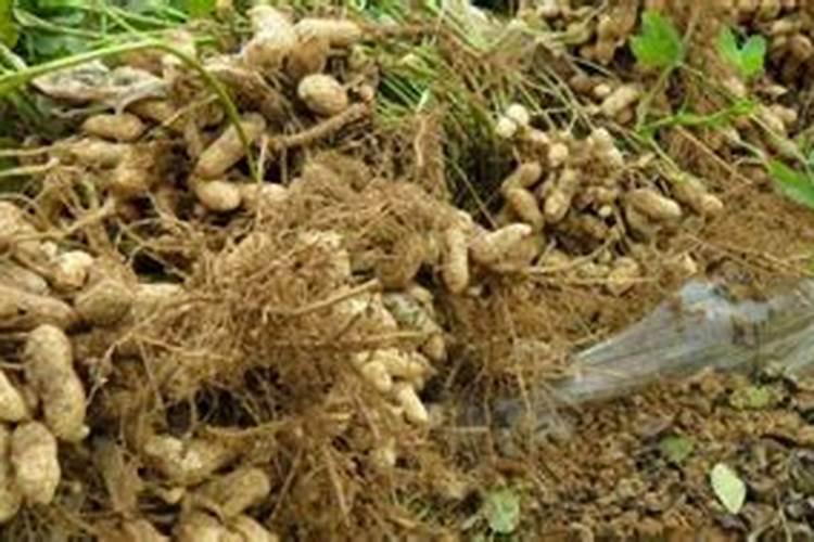 花生什么时候使用磷酸二氢钾