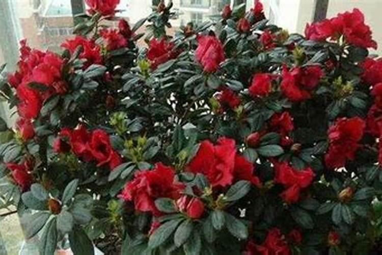 杜鹃花可以用什么肥 杜鹃花怎么施肥