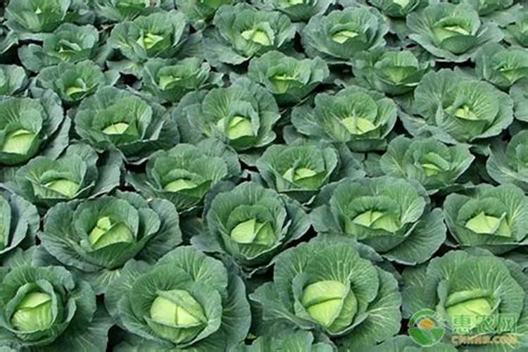 被称为“胃菜”的甘蓝菜,应该怎样进行种植？