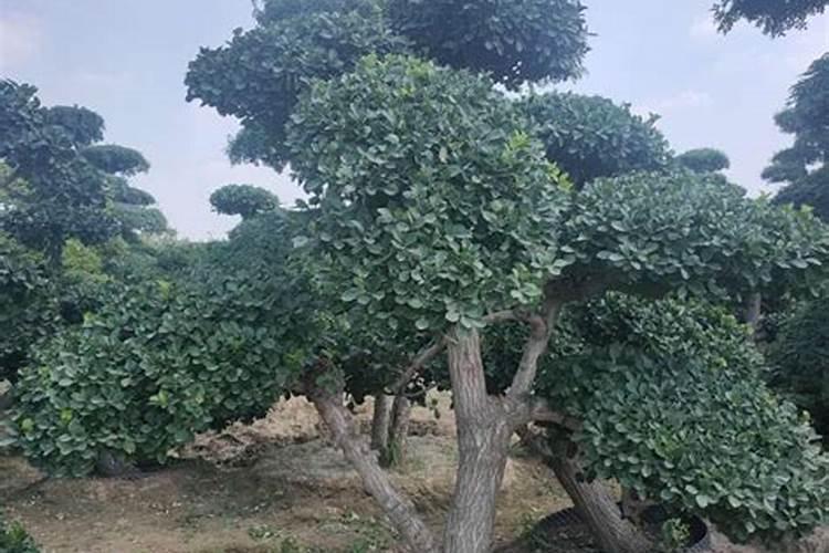 普通的钾肥有哪些？好的钾肥有哪些？纯钾肥有哪些？