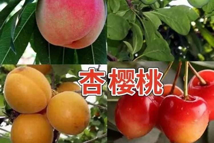 果树一至二月份开花几月份施硼肥合适、