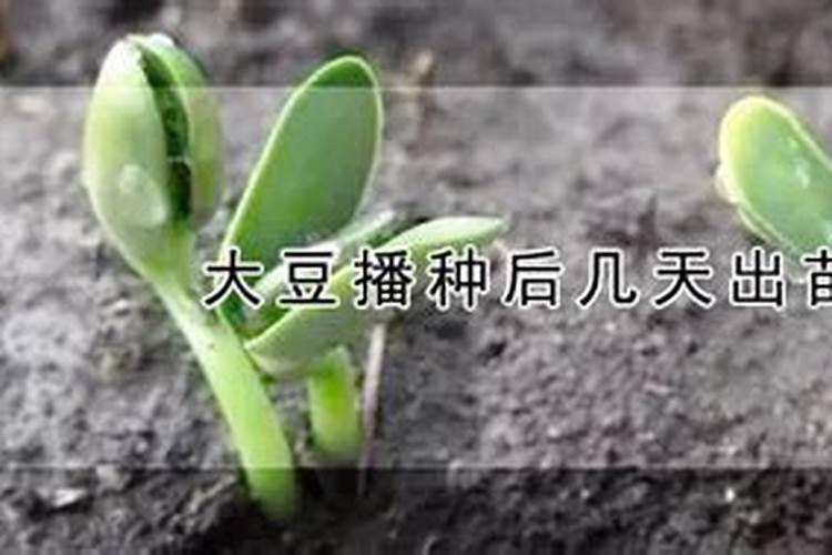 大豆喷什么叶面肥好,如何喷施