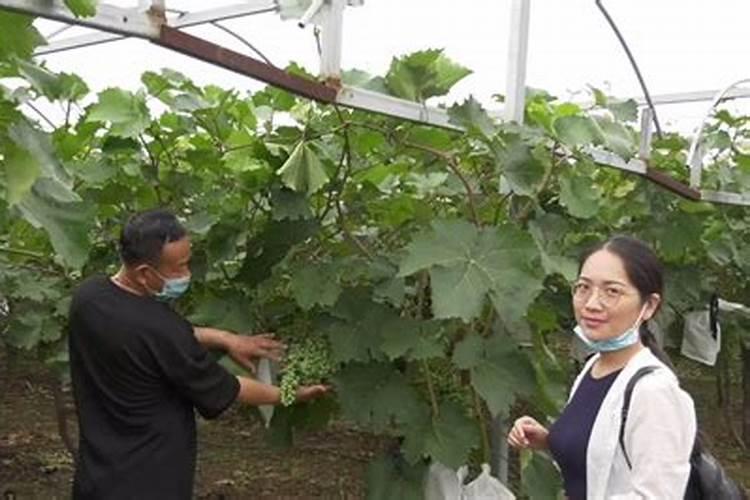 葡萄施肥第一大忌