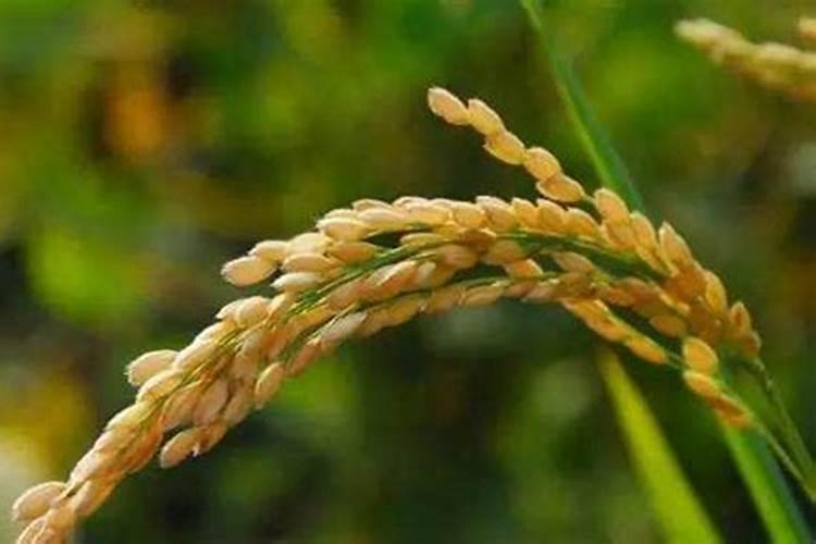 水稻黄叶病用什么农药