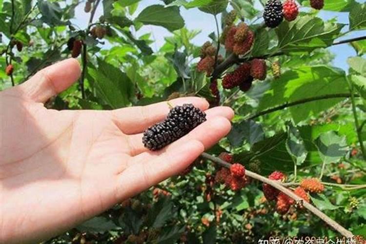 桑葚子开始红结果多可以再加施肥吗？